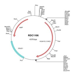 R&D Systems™ Human Connexin 62/GJA10 (NP_115991) VersaClone cDNA