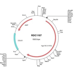 R D Systems Human gp130 (AAA59155) VersaClone cDNA 10 &mu;g | Buy Online | R&amp;D Systems&trade; | Fisher Scientific
