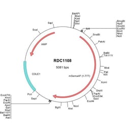 R D Systems Mouse Semaphorin 4F (NP_035480) VersaClone cDNA 10 &mu;g | Buy Online | R&amp;D Systems&trade; | Fisher Scientific
