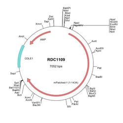 R&D Systems™ Mouse Patched 1/PTCH (NP_032983) VersaClone cDNA