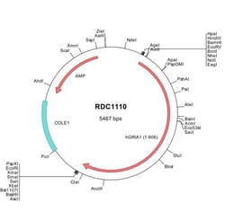 R&D Systems&trade;&nbsp;Human GluR1 (NP_001107655) VersaClone cDNA