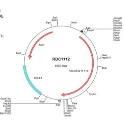 R&D Systems&trade;&nbsp;Human SLC6A2/NET (NP_001034) VersaClone cDNA