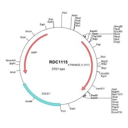 R&D Systems™ Human TRANCE/TNFSF11/RANK L (NP_003692) VersaClone cDNA