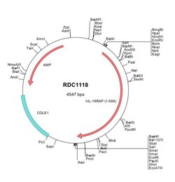 R D Systems Human IL-18 R beta/IL-1 R7 (NP_003844) VersaClone cDNA 10 &mu;g | Buy Online | R&amp;D Systems&trade; | Fisher Scientific