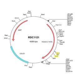 R&D Systems™ Human Connexin 37/GJA4 (NP_065168) VersaClone cDNA