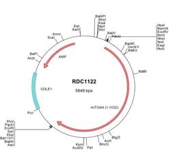 R D Systems Mouse Integrin alpha 4/CD49d (NP_034706) VersaClone cDNA 10 &mu;g | Buy Online | R&amp;D Systems&trade; | Fisher Scientific