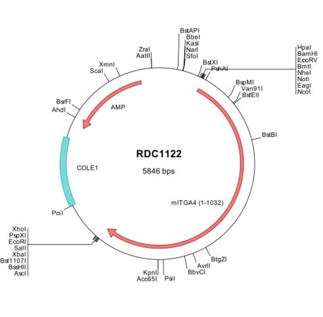 R D Systems Mouse Integrin alpha 4/CD49d (NP_034706) VersaClone cDNA