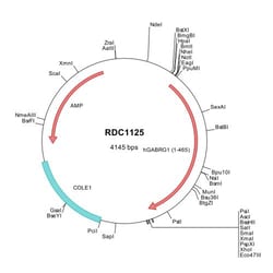 R&D Systems&trade;&nbsp;Human GABA-A R gamma 1 (NP_775807) VersaClone cDNA