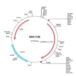 R D Systems Human GABA-A R gamma 2 (NP_944494) VersaClone cDNA 10ug, Quantity: