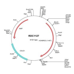R D Systems Human GABA-A R gamma 3 (NP_000807) VersaClone cDNA 10 &mu;g | Buy Online | R&amp;D Systems&trade; | Fisher Scientific