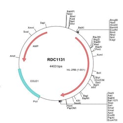 R&D Systems&trade;&nbsp;Human IL-2 R beta (NP_000869) VersaClone cDNA