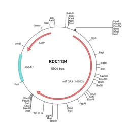R&D Systems&trade;&nbsp;Mouse Integrin alpha 3/CD49c (NP_038593) VersaClone cDNA