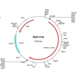 R&D Systems&trade;&nbsp;Human GluR3 (NP_000819) VersaClone cDNA