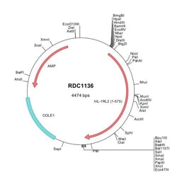 R D Systems Human IL-1Rrp2/IL-1R6 (NP_003845) VersaClone cDNA 10 &mu;g | Buy Online | R&amp;D Systems&trade; | Fisher Scientific