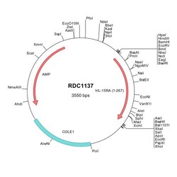 R&D Systems™ Human IL-15R alpha (NP_002180) VersaClone cDNA