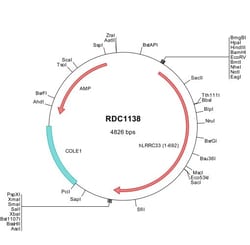 R&D Systems&trade;&nbsp;Human LRRC33 (NP_940967) VersaClone cDNA