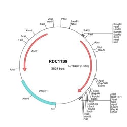 R&D Systems™ Human Leukotriene B4 R2 (NP_062813) VersaClone cDNA