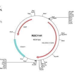 R D Systems Human SLC6A2/NET (NP_001165975) VersaClone cDNA 10 &mu;g | Buy Online | R&amp;D Systems&trade; | Fisher Scientific