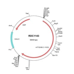 R&D Systems&trade;&nbsp;Mouse Integrin alpha 2b (NP_034705) VersaClone cDNA