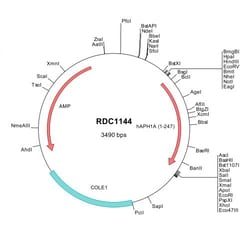R&D Systems&trade;&nbsp;Human APH1A (NP_057106) VersaClone cDNA