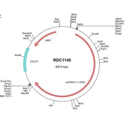 R&D Systems&trade;&nbsp;Canine CD45 (XP_005622335) VersaClone cDNA