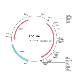 R&D Systems™ Human FIBCD1 (NP_116232) VersaClone cDNA