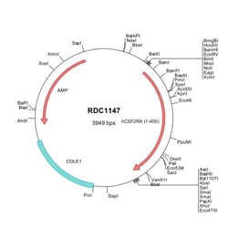 R&D Systems&trade;&nbsp;Human GM-CSF R alpha (NP_006131) VersaClone cDNA