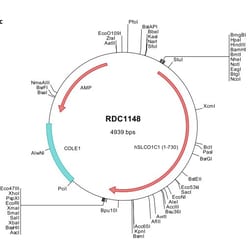 R D Systems Human SLCO1C1/OATP1C1 (NP_001139418) VersaClone cDNA 10 &mu;g | Buy Online | R&amp;D Systems&trade; | Fisher Scientific