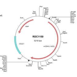 R&D Systems™ Mouse P-Cadherin (NP_001032898) VersaClone cDNA