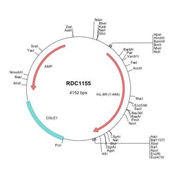R&D Systems&trade;&nbsp;Human IL-6R alpha (NP_000556) VersaClone cDNA