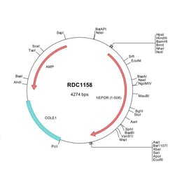 R&D Systems&trade;&nbsp;Human Erythropoietin R (NP_000112) VersaClone cDNA