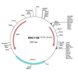 R D Systems Rat GITR Ligand/TNFSF18 (XP_008767927) VersaClone cDNA 10 &mu;g | Buy Online | R&amp;D Systems&trade; | Fisher Scientific