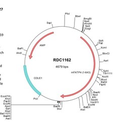 R&D Systems&trade;&nbsp;Mouse FATP4 (NP_036119) VersaClone cDNA