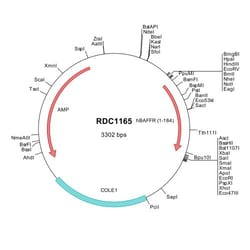 R&D Systems™ Human BAFFR/TNFRSF13C (NP_443177) VersaClone cDNA