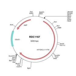 R&D Systems™ Mouse Integrin alpha 2/CD49b (NP_032422) VersaClone cDNA