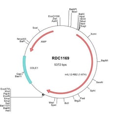 R D Systems Mouse IL-12 R beta 2 (NP_032380) VersaClone cDNA 10 &mu;g | Buy Online | R&amp;D Systems&trade; | Fisher Scientific