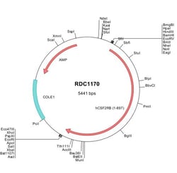 R&D Systems™ Human Common beta Chain (NP_000386) VersaClone cDNA