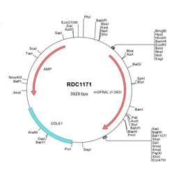 R&D Systems&trade;&nbsp;Mouse GFR alpha-like (NP_995316) VersaClone cDNA