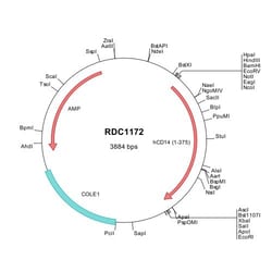 R D Systems Human CD14 (NP_000582) VersaClone cDNA 10 &mu;g | Buy Online | R&amp;D Systems&trade; | Fisher Scientific
