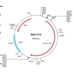 R&D Systems&trade;&nbsp;Human FYB/ADAP/SLAP130 (NP_955367) VersaClone cDNA