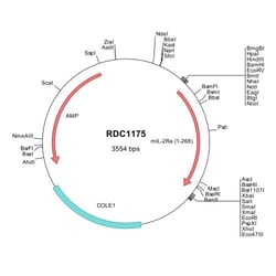 R&D Systems™ Mouse CD25/IL-2R alpha (NP_032393) VersaClone cDNA
