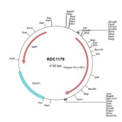 R&D Systems™ Human Siglec-16 (A6NMB1) VersaClone cDNA