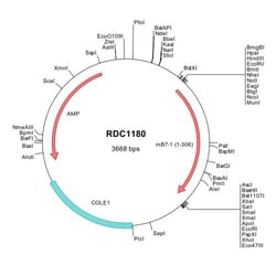 R&D Systems&trade;&nbsp;Mouse B7-1/CD80 (NP_033985) VersaClone cDNA