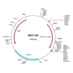 R&D Systems&trade;&nbsp;Mouse PD-L2/B7-DC (NP_067371) VersaClone cDNA