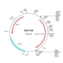 R&D Systems&trade;&nbsp;Human VSIG3 (NP_001015887) VersaClone cDNA