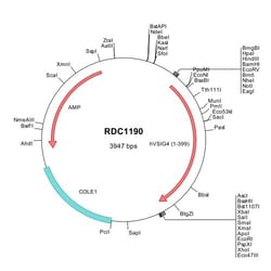 R&D Systems™ Human VSIG4 (NP_009199) VersaClone cDNA