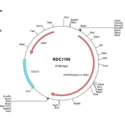 R&D Systems&trade;&nbsp;Human FGFR3 (NP_000133) VersaClone cDNA