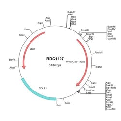 R D Systems Mouse VSIG2 (NP_065264) VersaClone cDNA 10 &mu;g | Buy Online | R&amp;D Systems&trade; | Fisher Scientific