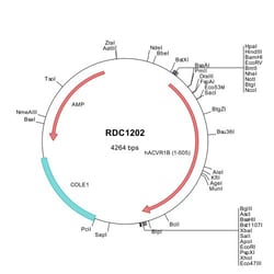 R&D Systems&trade;&nbsp;Human Activin RIB/ALK-4 (NP_004293) VersaClone cDNA