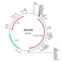 R&D Systems&trade;&nbsp;Human LILRB5/CD85c/LIR-8 (NP_006831) VersaClone cDNA